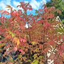 Tetradium danielli 14 16 Haute Tige Motte - Arbre aux abeilles ou à miel **