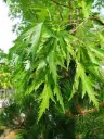 Acer saccharinum Laciniatum Wieri 16 18 Haute Tige 