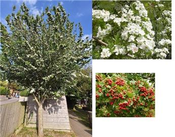 Crataegus monogyna 12 14 Haute Tige Motte ** Aubépine blanche **