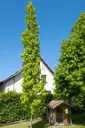 Liquidambar styraciflua Slender Silhouette Baliveau 250 300 Motte  * Copalme  d'Amérique en colonne*