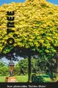 Acer platanoides Golden Globe Haute Tige * Tronc 180 cm - Erable boule
