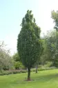 Acer campestre William Caldwell Haute Tige 12 14 Motte ** Erable champêtre. Idéal pour petit jardin **