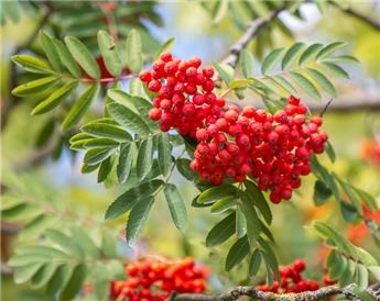 Sorbus aucuparia Haute Tige 6 8 ** Sorbier des oiseleurs **