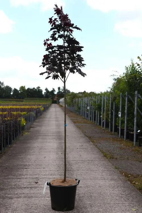 Acer platanoides Royal Red Haute Tige 12 14 Motte