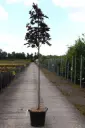 Acer platanoides Royal Red Haute Tige 12 14 Motte