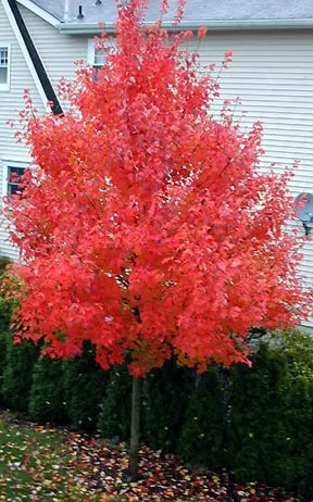 Acer rubrum October Glory Haute Tige 08 10 Motte ** Erable rouge **