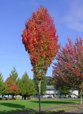 Acer rubrum Scanlon Haute Tige 08 10 Motte