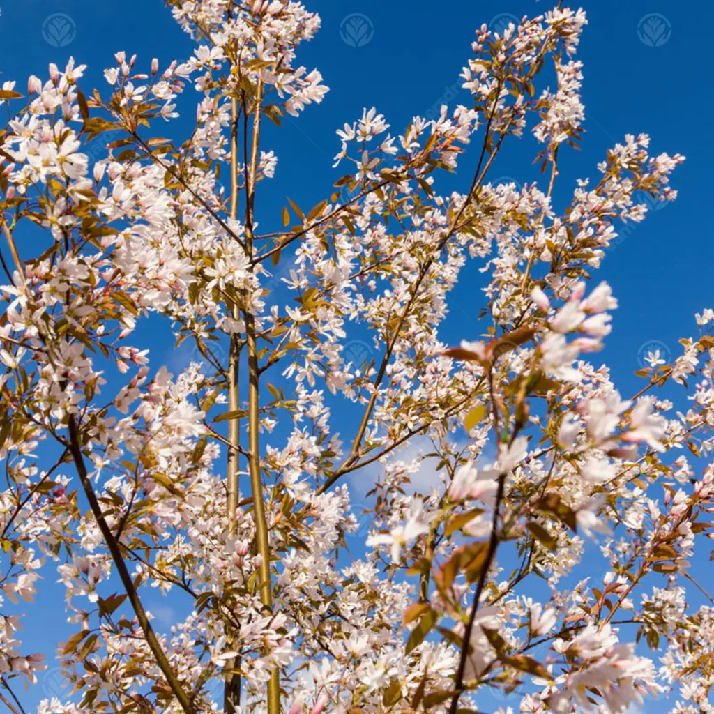 Amelanchier arborea Robin Hill Haute Tige 08 10 ** Greffé en tête **
