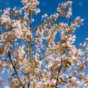 Amelanchier arborea Robin Hill Haute Tige 08 10 ** Greffé en tête **