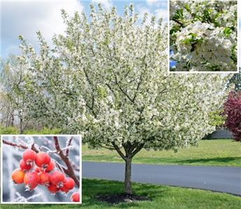 Malus Evereste Haute Tige 10 12 Motte - Pommier du Japon