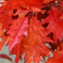 Quercus rubra Haute Tige 10 12 RN ou Motte (suivant saison)