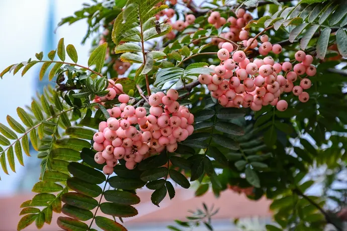 Sorbus arnoldiana Pink Veil 10 12 Haute Tige Pot C12 ** Baies roses **