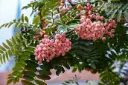 Sorbus arnoldiana Pink Veil 10 12 Haute Tige Pot C12 ** Baies roses **