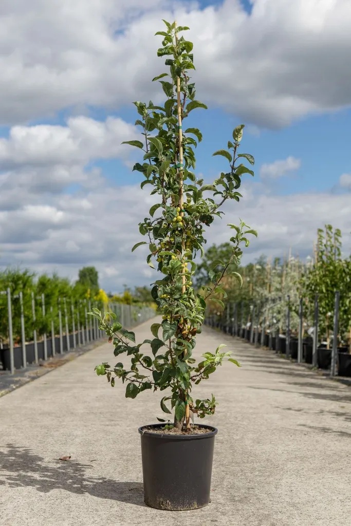 [121707] Malus golden Hornet Buisson C12L 150/+