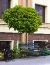 Catalpa bungei Haute Tige 10 12 Tronc 200 cm Pot C20