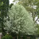 Sorbus aria Lutescens Haute Tige 10 12 Motte ou Pot