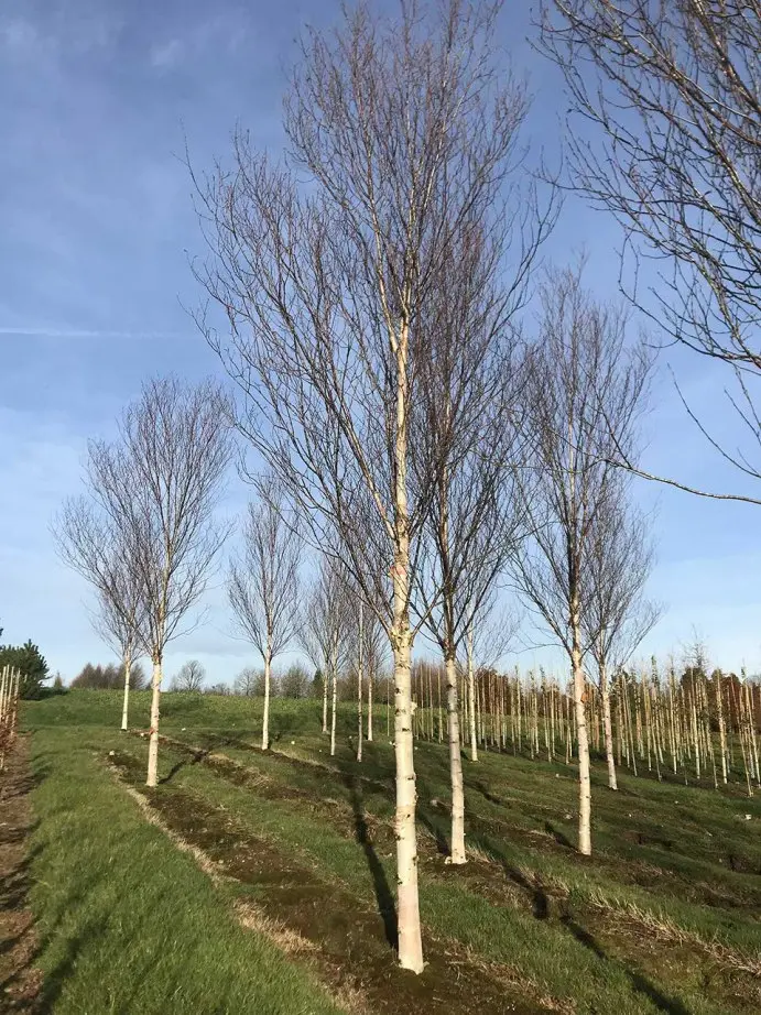 Betula albosinensis Fascination Haute Tige 25 30 ** Forte plante + de 17 ans **