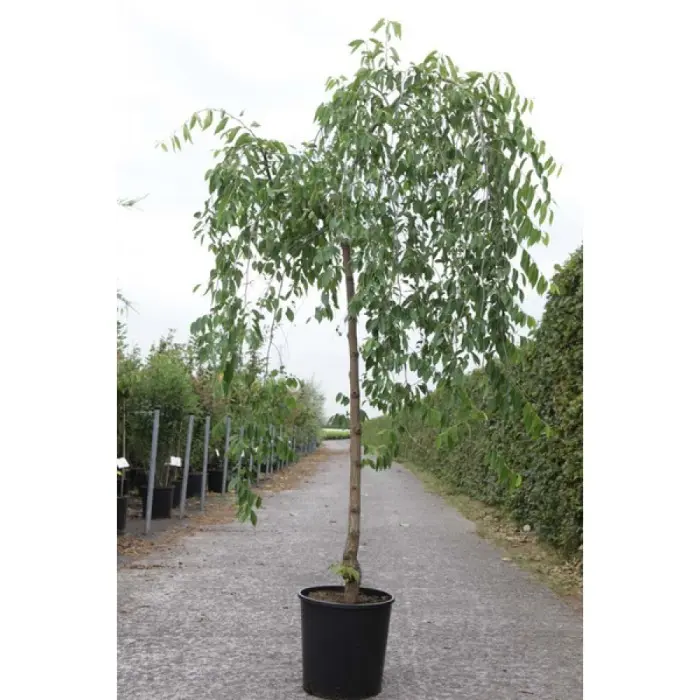 Ulmus pendula Mauro Demi Tige  Pot C25 ** Orme pleureur résistant aux maladies.