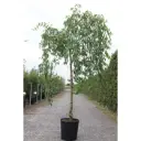 Ulmus pendula Mauro Demi Tige  Pot C25 ** Orme pleureur résistant aux maladies.