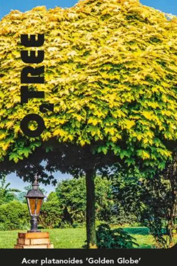 Acer platanoides Golden Globe Demi Tige * Tronc 150 cm - * Erable boule.