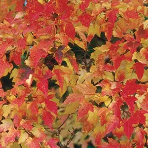Acer ginnala Bailey Compact 60 80 cm Pot C3.6L ** Erable du fleuve Amour **