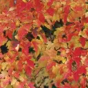 Acer ginnala Bailey Compact 60 80 cm Pot C3.6L ** Erable du fleuve Amour **