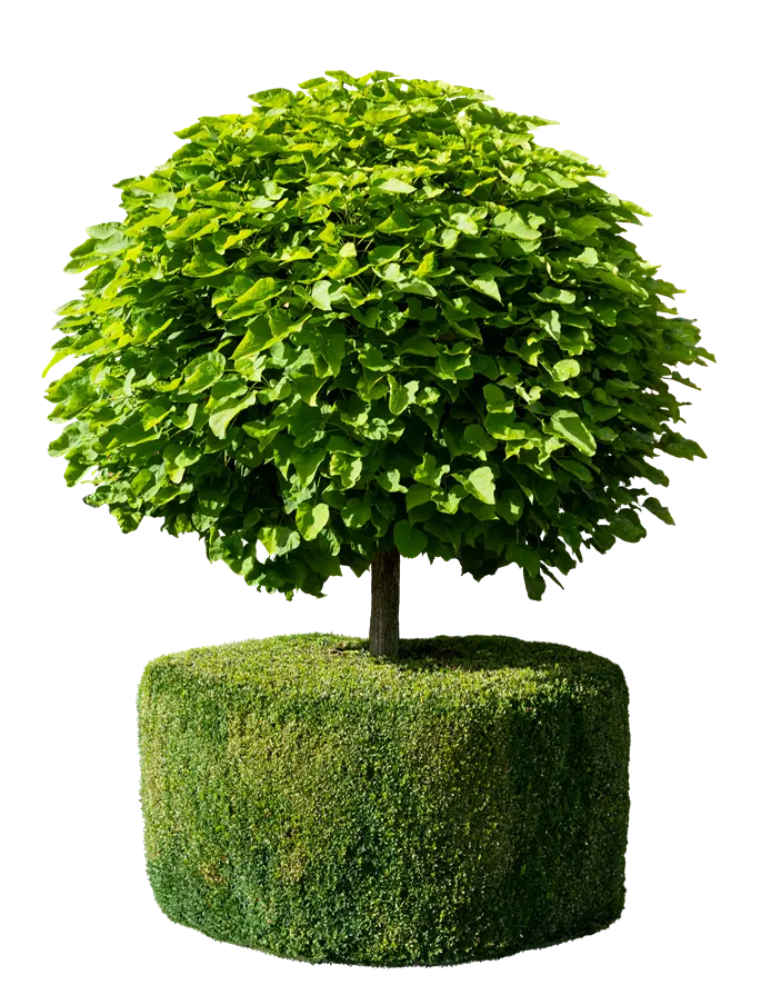 Catalpa Bungei ou Nana Mini Tige 120 cm Pot C15Litres