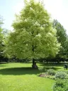 Acer platanoides Drummondii Haute Tige 8 10 Motte