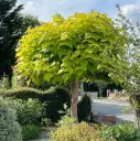 Catalpa bignonioides Aurea Haute Tige 10 12 Motte ou Pot