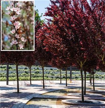 Prunus cerasifera Nigra (Pissardii) Haute Tige 10 12 Motte