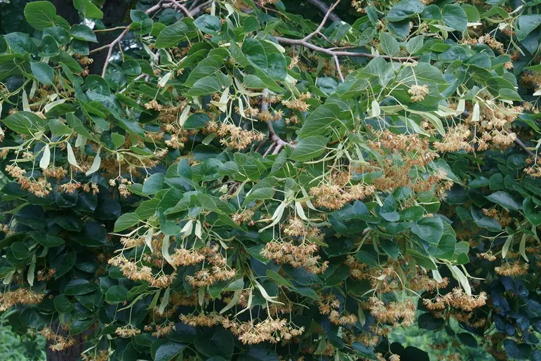 Tilia europaea Euchlora 200 250 Pot C15 * Tilleul de Crimée