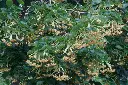 Tilia europaea Euchlora 200 250 Pot C15 * Tilleul de Crimée
