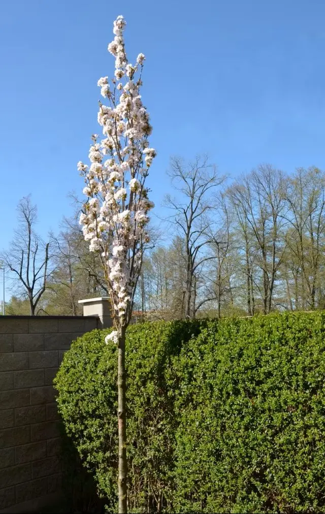 Prunus serrulata Amanogawa Haute Tige 10 12 Motte ou Pot - Cerisier du Japon colonnaire.