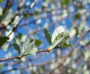 Sorbus aria Magnifica Haute Tige 10 12 Pot ** Sorbier argenté **