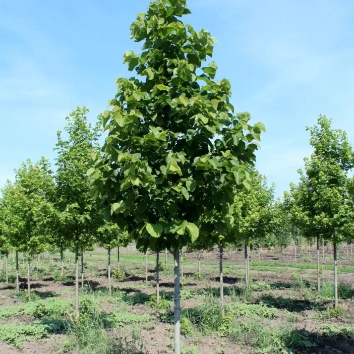 Tilia americana American Sentry 200 250 Pot C15Litres - Tilleul