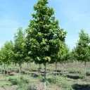 Tilia americana American Sentry 200 250 Pot C15Litres