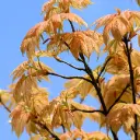 Acer pseudoplatanus Brillantissimum Demi Tige 06 08 Pot C10 * Tronc 150 cm
