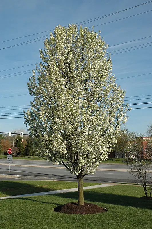 Pyrus calleryana Chanticleer Demi Tige cm Pot C12 - Poirier décoratif