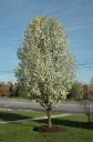 Pyrus calleryana Chanticleer Demi Tige cm Pot C12 - Poirier décoratif