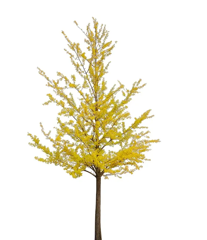 Ginkgo biloba 175 200 cm Pot C15Litres