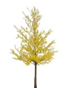 Ginkgo biloba 175 200 cm Pot C15Litres - * Arbre aux 40 écus*