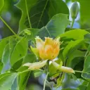 Liriodendron tulipifera Aureomarginatum 200 250 cm Baliveau Pot C15 - Tulipier de Virginie