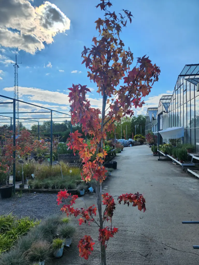 Liquidambar styraciflua C15 200/+ * Copalme d 'Amérique"