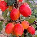 Malus John Downie Demi Tige Pot ** Pommier décoratif **