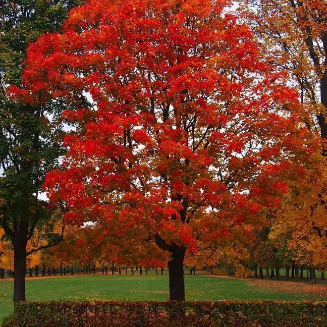 Quercus rubra Haute Tige 20 25 Motte - Beau spécimen - Chêne rouge.