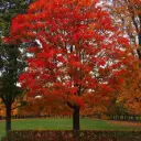 Quercus rubra Haute Tige 20 25 Motte - Beau spécimen - Chêne rouge.