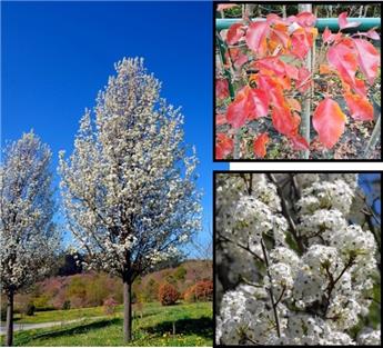 Pyrus calleryana chanticleer ht 12