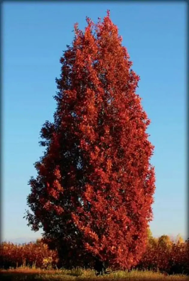 Quercus bimundorum Crimson Spire Baliveau 175 200 cm Pot C7.5 ** Chêne colonnaire **