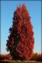 Quercus bimundorum Crimson Spire Baliveau 175 200 cm Pot C7.5 ** Chêne colonnaire **