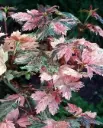 Acer pseudoplatanus Simon Louis Freres Demi Tige 120 cm C7.5 - Erable crevette